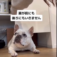 宙を見つめて固まっている犬