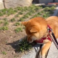 すねるうみくん
