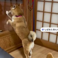 あんずちゃんは全力でお出迎え