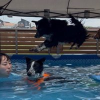 ジャンプ中の息子犬