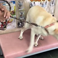 脱出を試みる犬