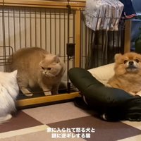 わんこの部屋に入るころもちゃん