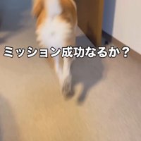 ちゃんと持ってこれるかな？