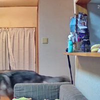 ウロウロして…