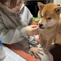 口をパクパクさせる犬