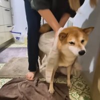 シャンプーをするスティーブくん9