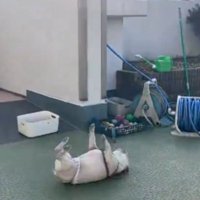 ゴロスリ