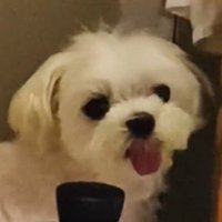 カメラを見つめる犬