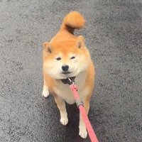 リードを引かれて抵抗する犬