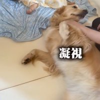 自分を撫でている手を止めた女性を見上げる犬