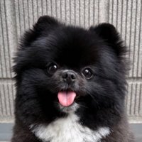 ポメラニアン