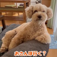 お散歩に誘ったら…