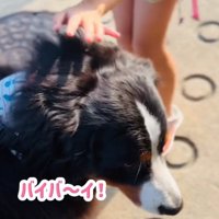 小学生に囲まれる超大型犬2