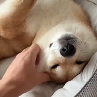 頬を撫でてもらう柴犬