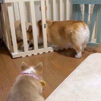 順番待ちするレナちゃん