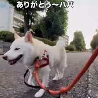 嬉しそうに帰る柴犬