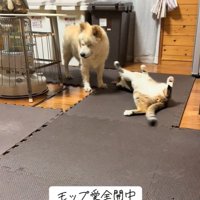 ひっくり返る光太くん