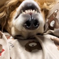 眠る大型犬のアップ