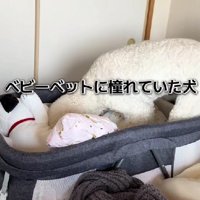 ベビーベッドに侵入するウナちゃん
