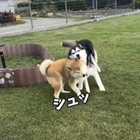 大御所、激突回避！