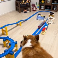 運行を見守るラピくん