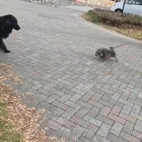 近づこうとしたら…