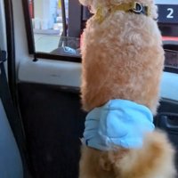 車の外を確認する犬