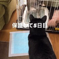 サスケくんの変化3