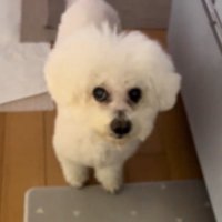 飼い主を上目遣いで見上げる犬