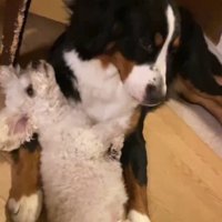 大型犬の腕に頭を乗せて寝転がる小型犬