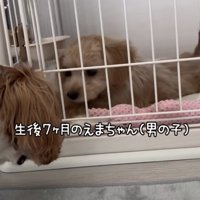 ケージ越しに向き合う2匹の犬