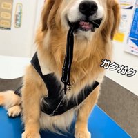 震える大型犬4