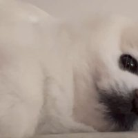 ハッ