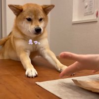 飼い主に手のひらを見せられて耳を倒す犬