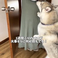 赤ちゃんを見上げる犬