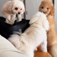 3兄弟の中で末っ子