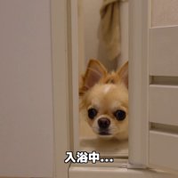 「まだ～？」とお顔をひょっこり