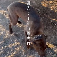 リバくんが2歳になるまで2