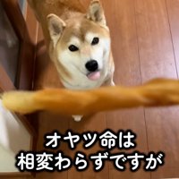 おやつを見るハルちゃん