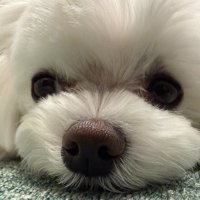 ぬいぐるみ