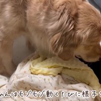 母のような様子にほっこり