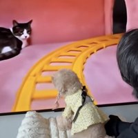 全猫に吠えていくスタイル