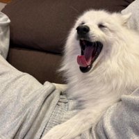 子犬みたいにチャーミングな一面も