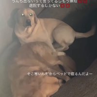 玄関で待ち続ける2頭