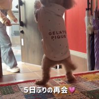 人を迎えて跳びはねる犬