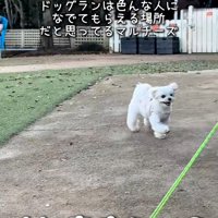 笑顔で駆け寄るおもちくん