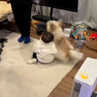 吠える小太郎くん