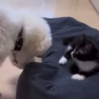 ベッドをゆずる犬