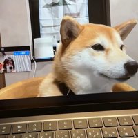 zoom会議中のみかんちゃん⑩