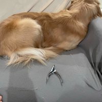 全力で爪切りを拒否！